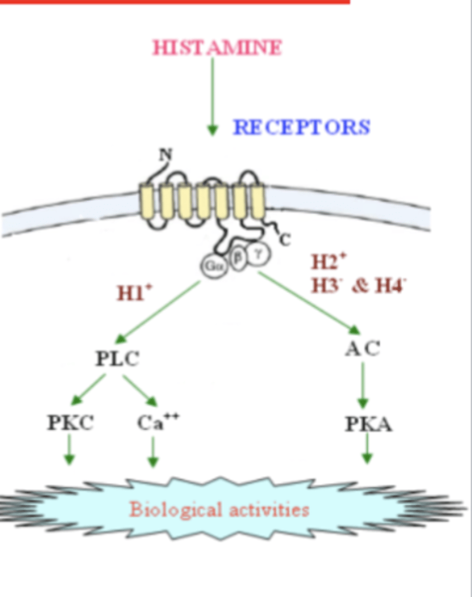 <p>- chemotaxis of immune cells and secretion of proinflammatory cytokines</p>