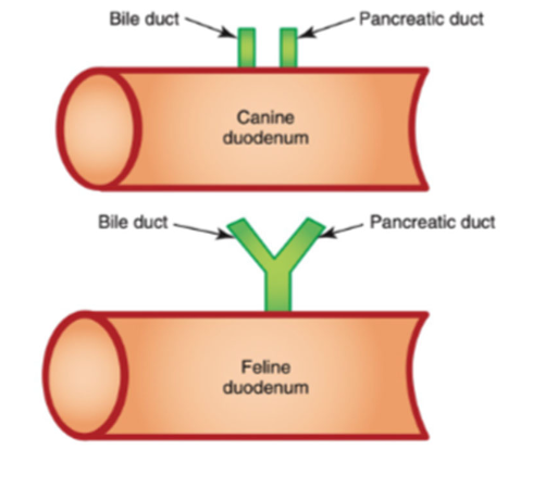 <p>pancreatic duct of cats and bile duct join together before opening into duodenum</p><p>bile duct and pancreatic duct of dogs do not join together </p>