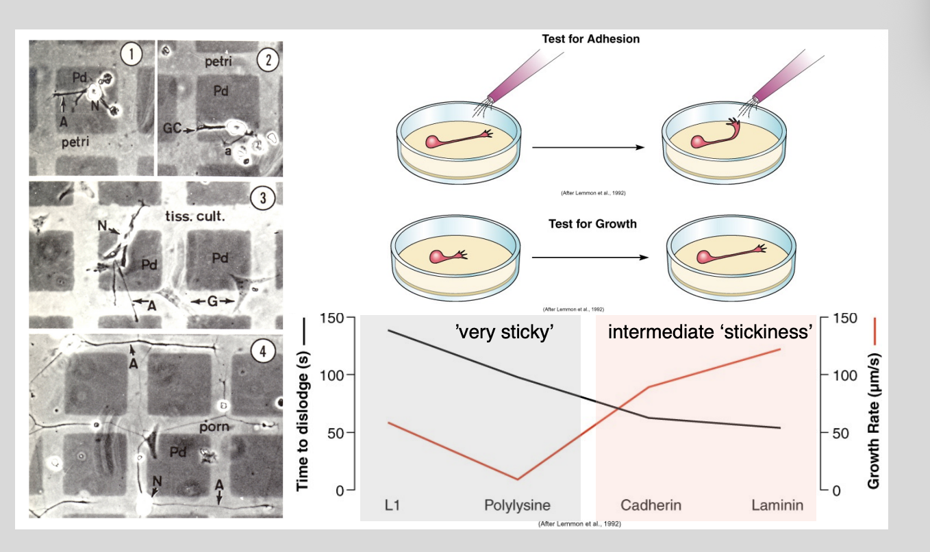 <p>Procedure:</p><ul><li><p>coating islands in one substrate compared to others</p></li><li><p>generate artificial landscapes of differential adhesivness</p></li><li><p>have different adhesievness</p></li><li><p>test for growth</p></li></ul><p>Results:</p><ul><li><p>Most growth from <strong>intermediate stickiness</strong></p></li><li><p>showed distinct preferences of growth cones to extend over some substrates but noth otherrs</p></li><li><p>What this shows→ need to be sticky enough for traction but not glued down</p></li></ul><p></p>