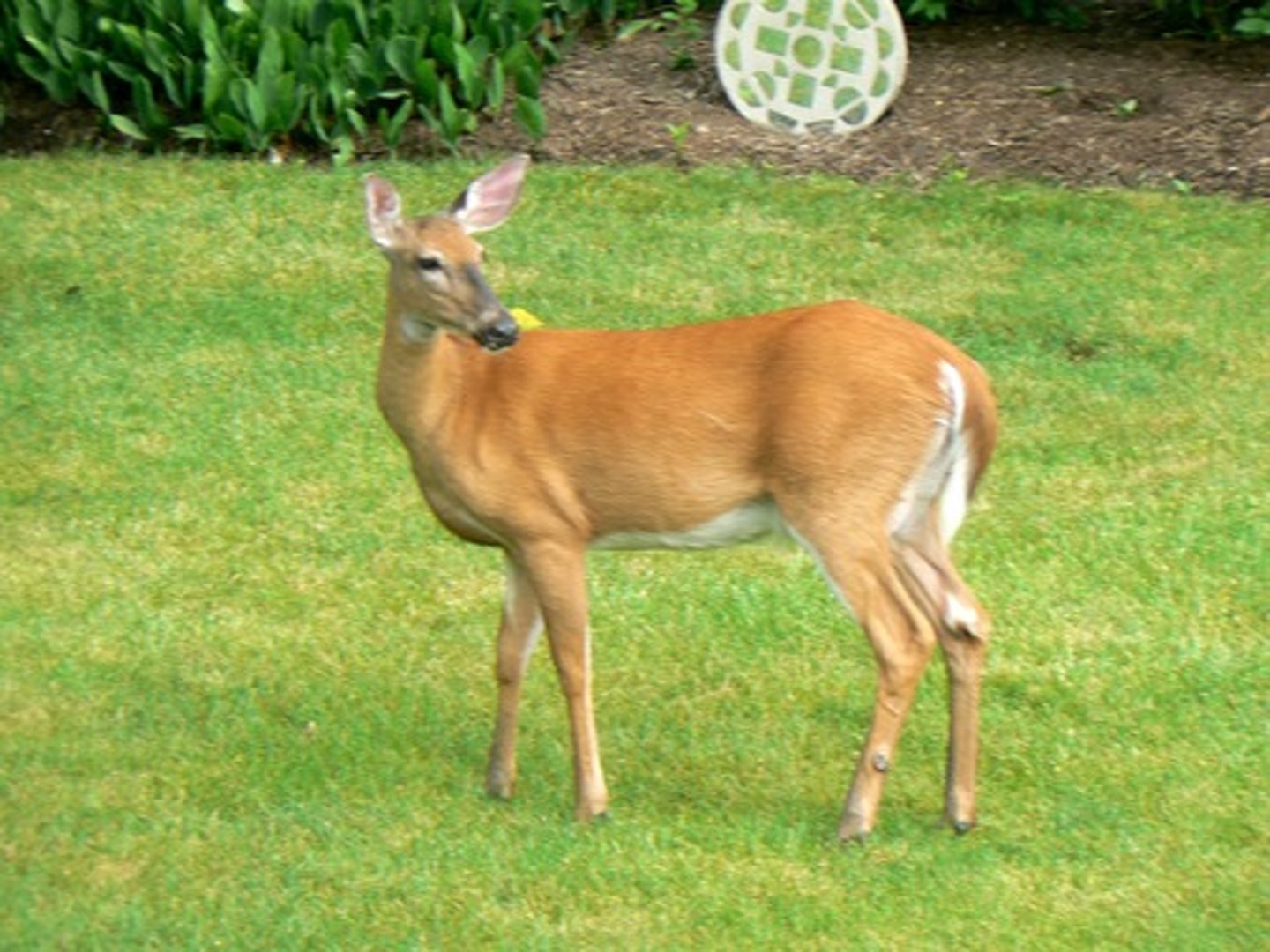 <p>deer</p>
