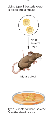 <ul><li><p>mouse died and type S bacteria recovered from the mouse’s blood</p></li></ul><p></p>
