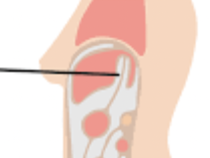 the part of the serous membrane of the abdominal cavity that exists on the surface of most digestive organs