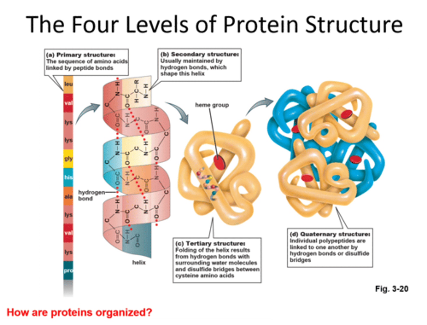 <p>1) Primary Structure</p><p>2) Secondary Structure</p><p>3) Tertiary Structure</p><p>4) Quaternary Structure</p>