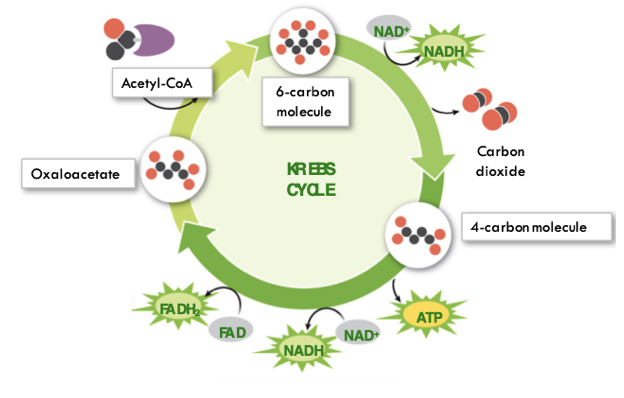 <ul><li><p>Most cellular processes require many different enzymes</p></li><li><p>Even one non-functioning enzyme blocks the pathway</p></li><li><p>Cancer occurs when the pathway in question relates to cell division</p></li></ul>