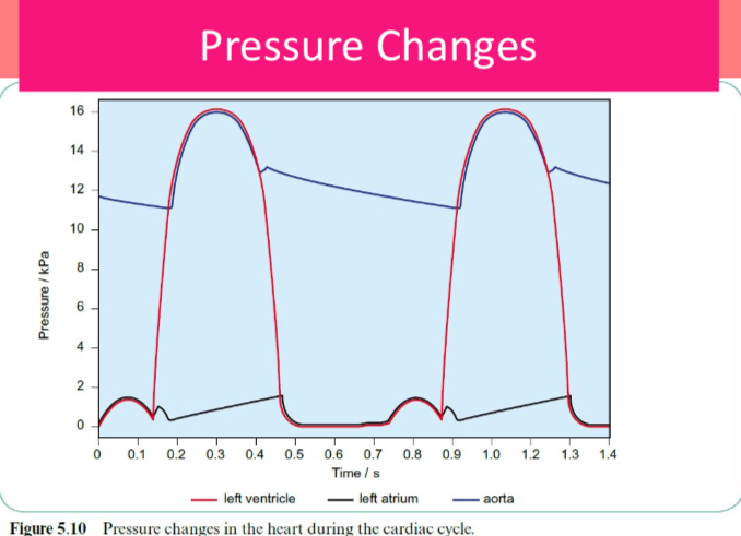 <p>Name when the valves are open and closed and when the stages of the cardiac cycle occur.</p>