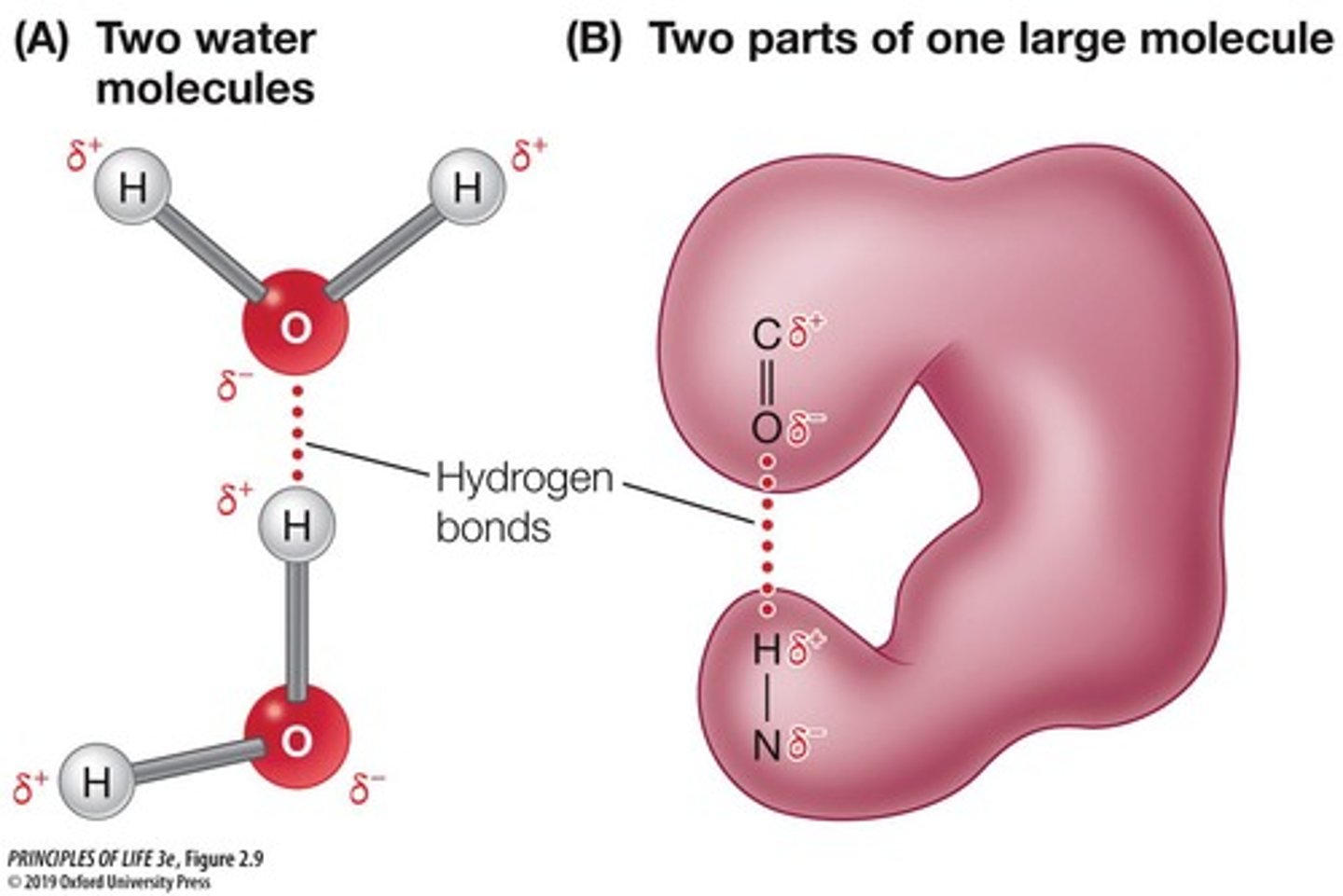 <p>Form when a H covalently bonded to one electronegative atom is attracted to another nearby electronegative atom.</p>