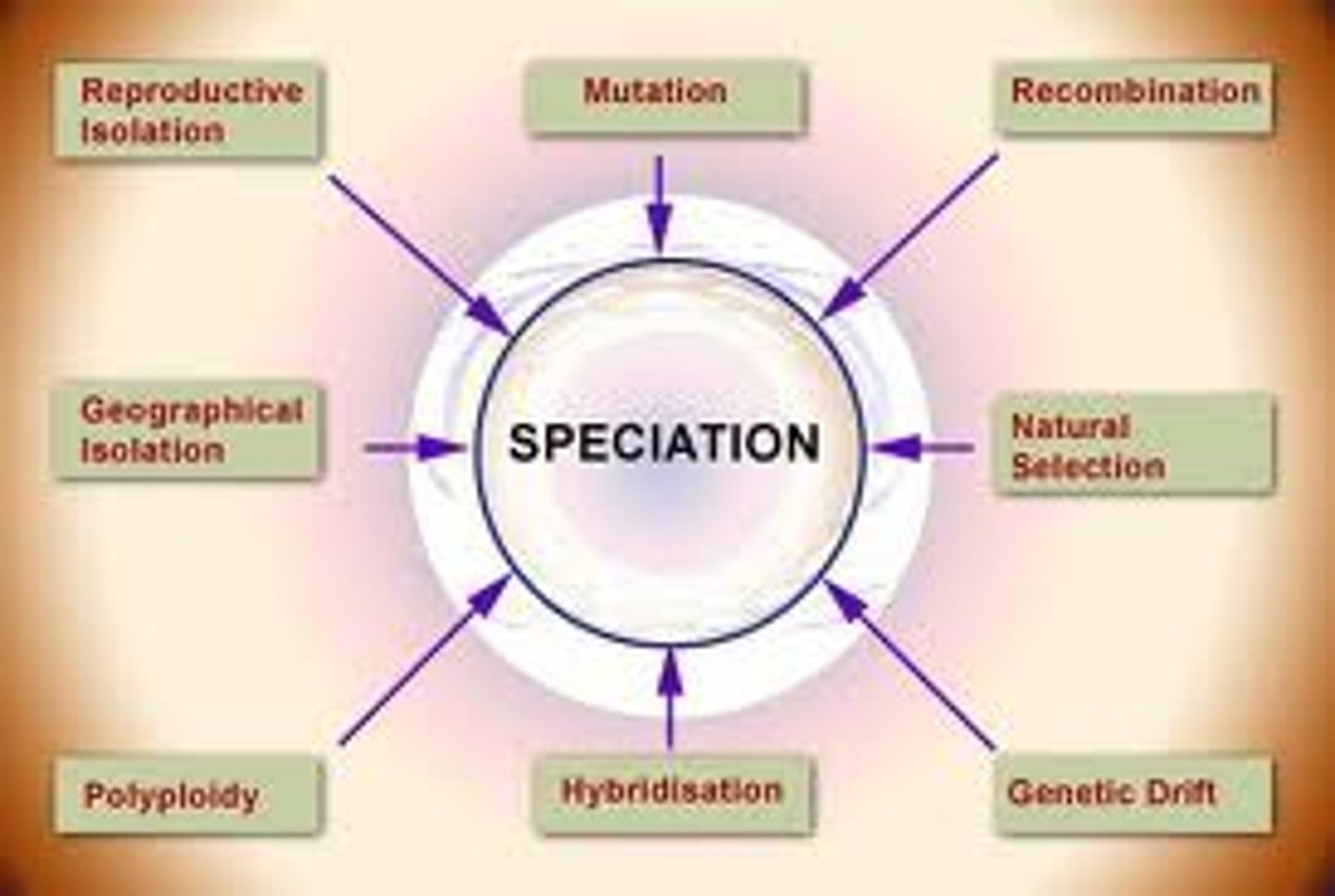 <p>formation of new species as a result of geographic or reproductive isolation.</p>