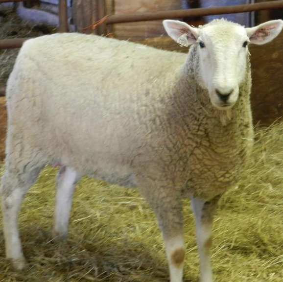 <ul><li><p>Cheviot x Columbia</p></li><li><p>Ears and face resemble those of a Cheviot</p></li></ul><p></p>
