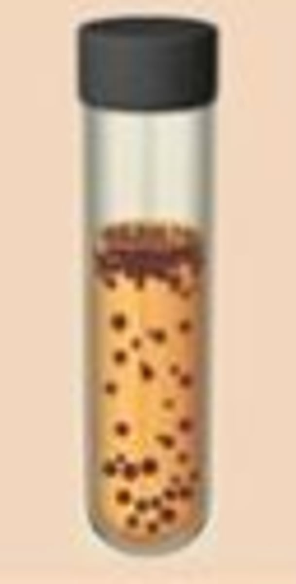 <p>Use fermentation and cellular respiration to respirate, not poisoned by oxygen, dispersed throughout the culture tube</p>