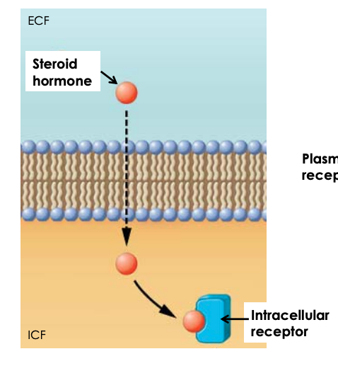 <ul><li><p>made from cholesterol </p></li><li><p>are <strong>lipid-soluble</strong> and can <strong>easily diffuse across</strong> the plasma membrane</p></li><li><p>bind to receptors inside a cell - i.e intracellular receptors </p></li></ul>