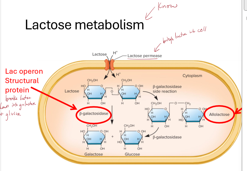 <p>What is the role of beta-galactosidase, lactose permease, and allolactose in lactose metabolism?</p>