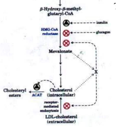 Insulin increases 

Glucagon decreases 

Receptor mediated endocytosis of LDL (cholesterol) decreases