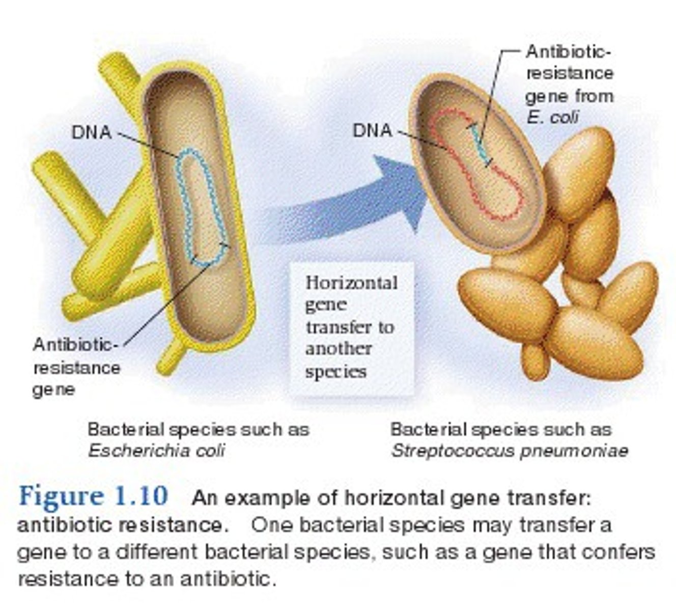 <p>proces in which organisms get genetic material from other organisms WITHOUT being the offspring of that organisms; no sexual reproduction </p>