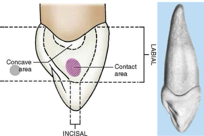 <p>on the <strong>distal surface of the max. right canine, </strong>describe the structure of the surface.</p>