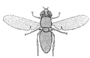 <p>Flies, mosquitoes, midges</p>