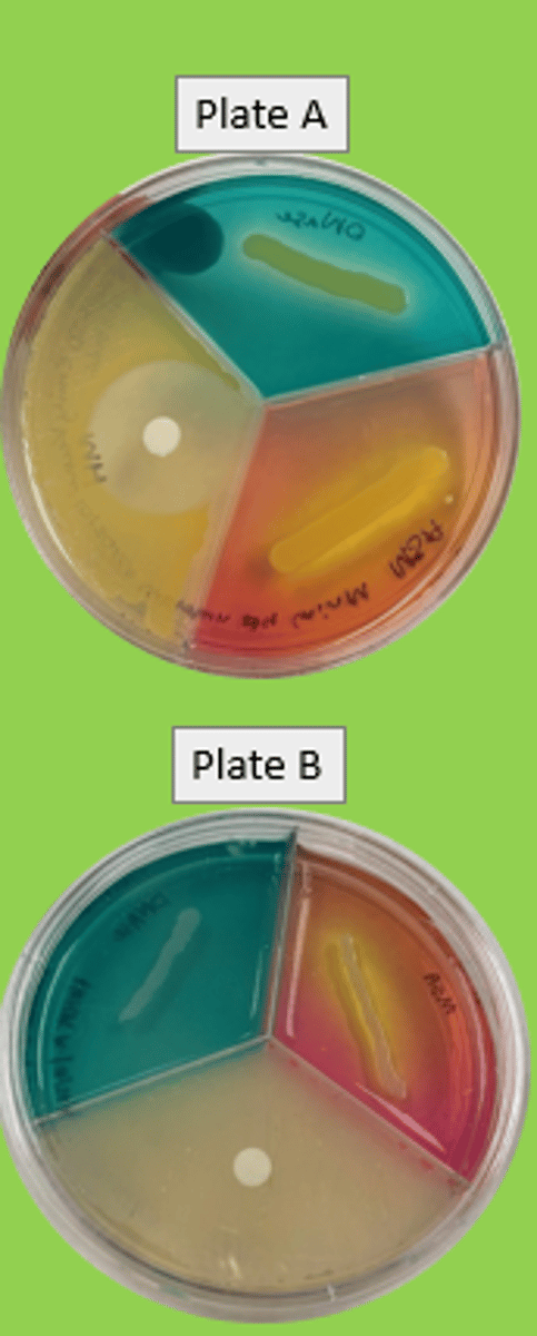 <p>NEGATIVE - due to lack of clearing</p>