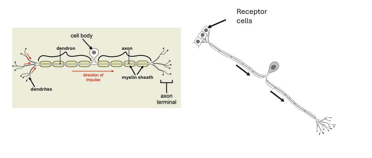 <p>[- cell body branches off to the side in the middle of neurone]</p>