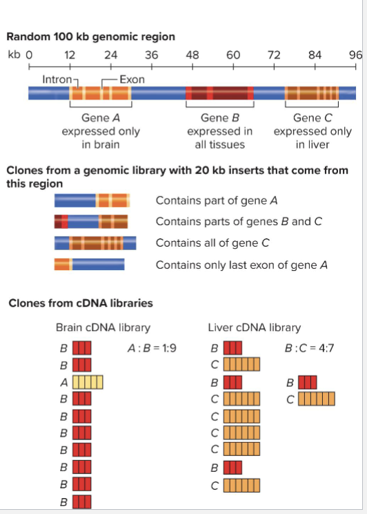 <ul><li><p>To preserve - clone it into vectors</p></li><li><p>Alternatively can be used as is for:</p><ul><li><p>Next Gen Sequencing</p></li><li><p>Targeted PCR amplification</p></li><li><p>Many others</p></li></ul></li><li><p>cDNA library includes only some exons</p><ul><li><p>Only those transcribed in sample cells</p></li></ul></li><li><p>Genomic library represents all regions of DNA equally, including introns </p></li></ul><p></p>
