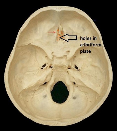 <p>CN I: olfactory</p>
