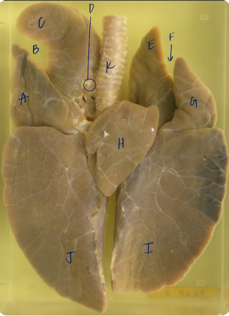 <p>J </p><p>(pig lungs, ventral)</p>