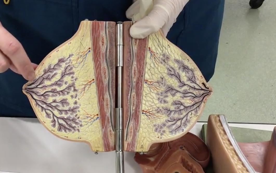 <p>Description: Ducts connecting mammary glands to the nipple</p><p>Relationship: Transfers milk from mammary glands to the nipple</p>