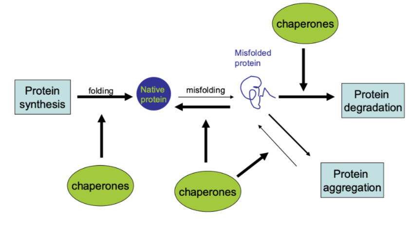 <p><span style="background-color: inherit; line-height: 19.55px; color: windowtext;"><span>From synthesis, folding and acquisition of naĆÆve state of protein is controlled</span></span><span style="line-height: 19.55px; color: windowtext;"><span> </span></span></p><p class="Paragraph SCXO68994056 BCX0" style="text-align: left;"><span style="background-color: inherit; line-height: 19.55px; color: windowtext;"><span>Steps after that- eg misfolding, can return to normal state</span></span><span style="line-height: 19.55px; color: windowtext;"><span> </span></span></p><p class="Paragraph SCXO68994056 BCX0" style="text-align: left;"><span style="background-color: inherit; line-height: 19.55px; color: windowtext;"><span>Aggregation and degradation</span></span><span style="line-height: 19.55px; color: windowtext;"><span> </span></span></p><ul><li><p class="Paragraph SCXO68994056 BCX0" style="text-align: left;"><span style="background-color: inherit; line-height: 19.55px; color: windowtext;"><span>A lot controlled by chaperones </span></span><span style="line-height: 19.55px; color: windowtext;"><span> </span></span></p></li></ul><p></p>