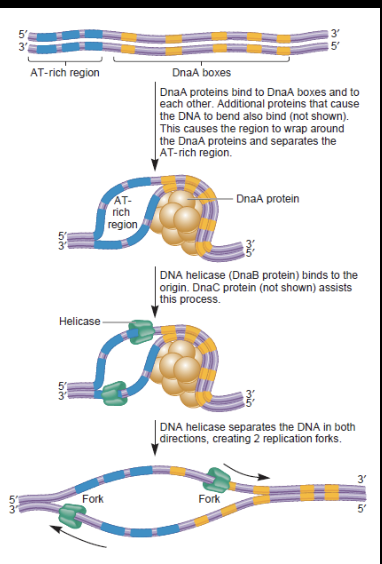 DnaA protein binds to the origin of replication (oriC)

* Opens a small site for helices and single strand binding protein to enter and begin unwinding the two strands 

\
