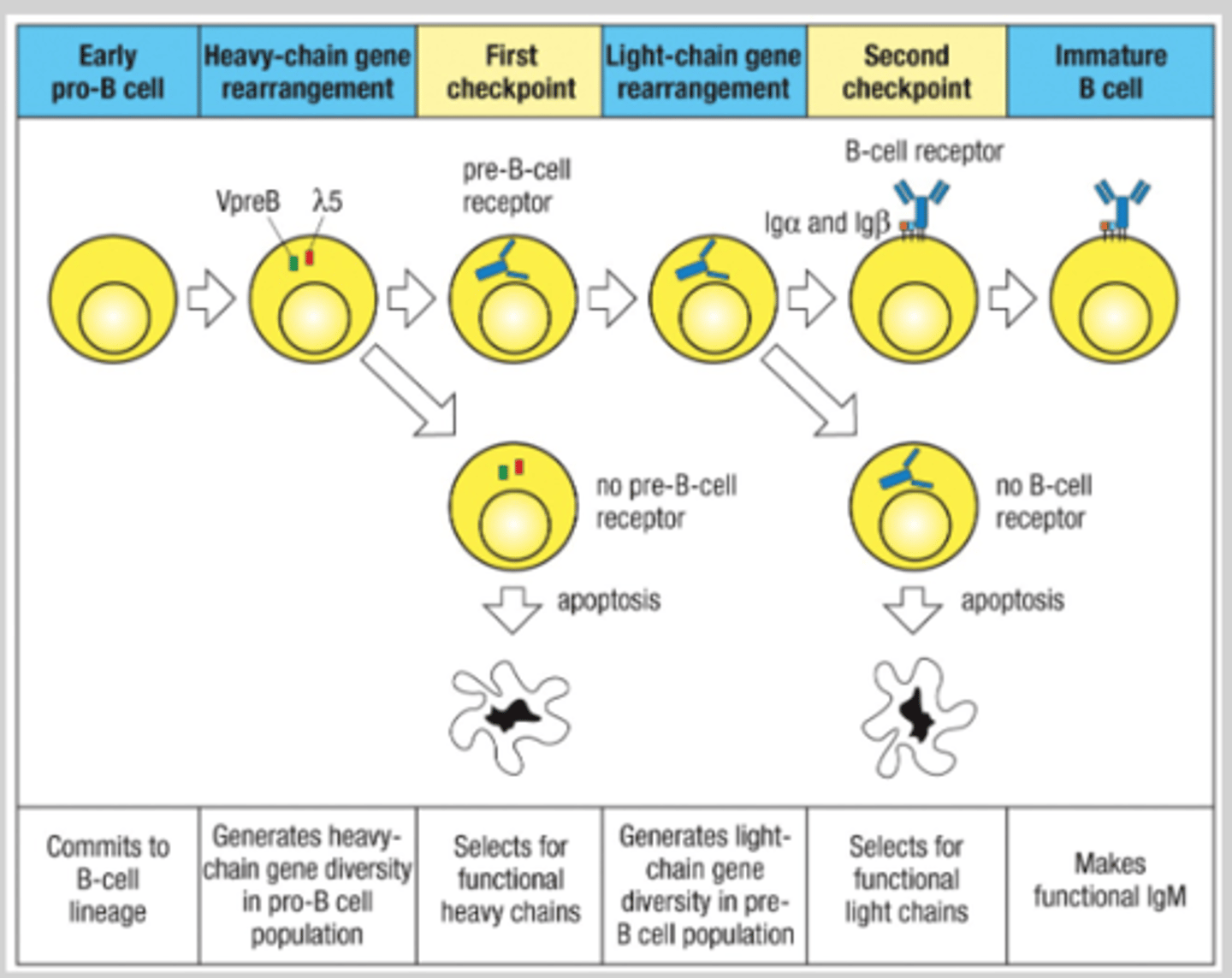 <p>The first checkpoint is after the heavy-chain gene arrangement. The second checkpoint is after the light-chain gene arrangement.</p><p>At the first checkpoint, there is selection for functional heavy chains, those that have no pre-B cell receptor go through apoptosis. At the second checkpoint, there is selection for functional light chains, those that have no pre-B cell receptor go through apoptosis.</p>