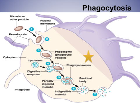 Bring inside and combine with lysosome to digest and do exocyotis; capsule bacteria may not die here and may continue to live inside the cell