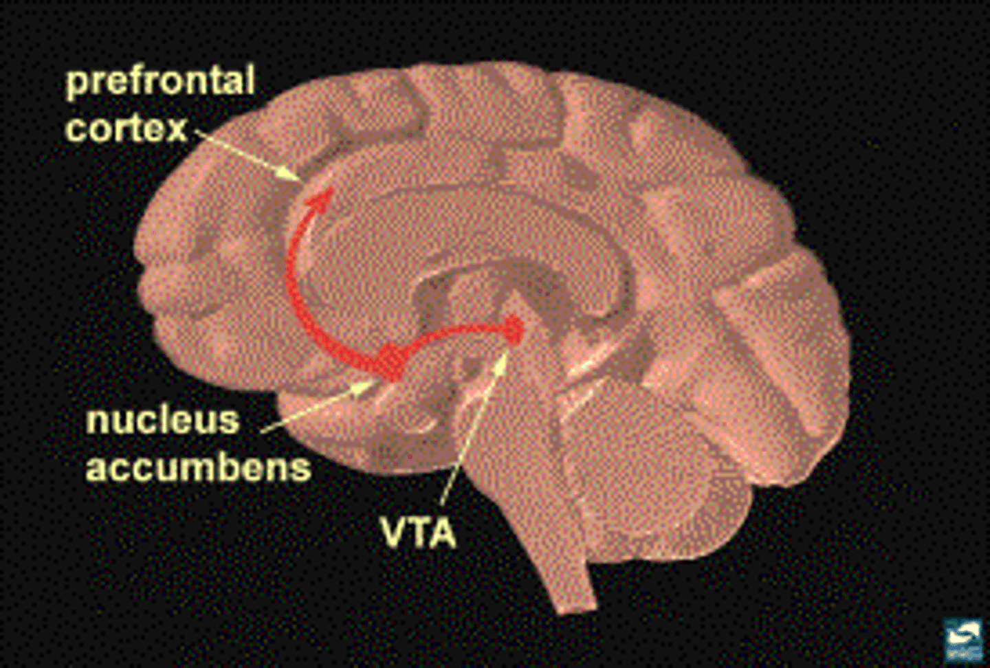 <p>area of the brain involved in reinforcing life-valuing habits</p>