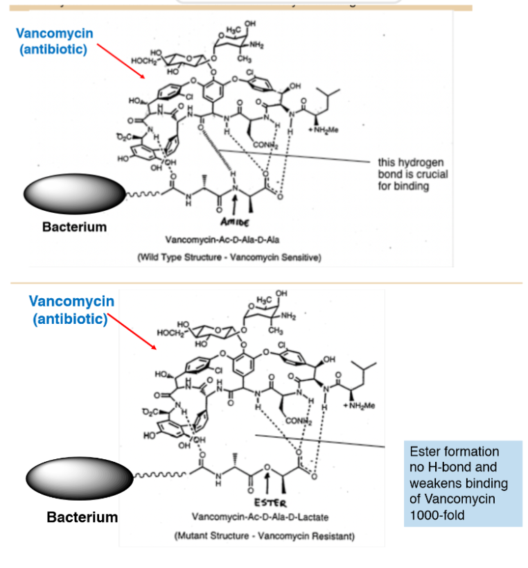 <p>Ex: antibiotic vancomycin kills gram positive bacteria by clamping down on D-Ala-D-Ala terminus of its peptidoglycan thanks to a Hbond from the Vancomycin to the amine of the D-Ala-D-Ala</p><p>\n Ester formation means no H bond and weak binding</p>