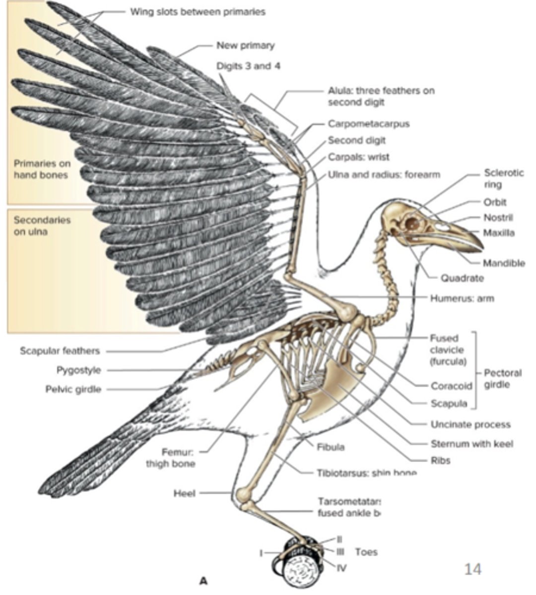 <p>keeled sternum, furcula (wishbone), no teeth, foot with three toes, hollow, air-filled (pneumatic) bones</p>