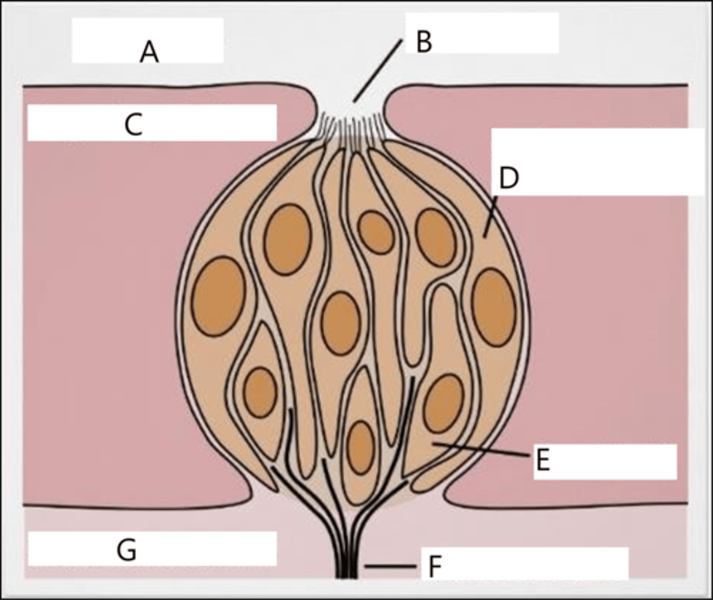 <p>Taste: Identify E, F, and G.</p>