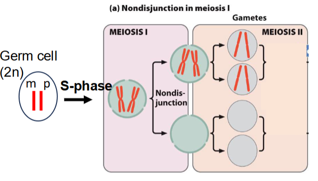 <p>During meiosis I</p>