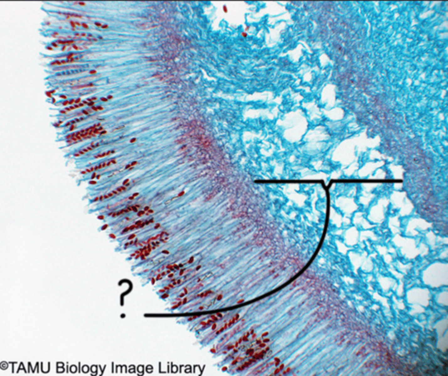 <p>The layer within the fruiting body of a fungus where the reproductive structures, such as asci or basidia, are found.</p>