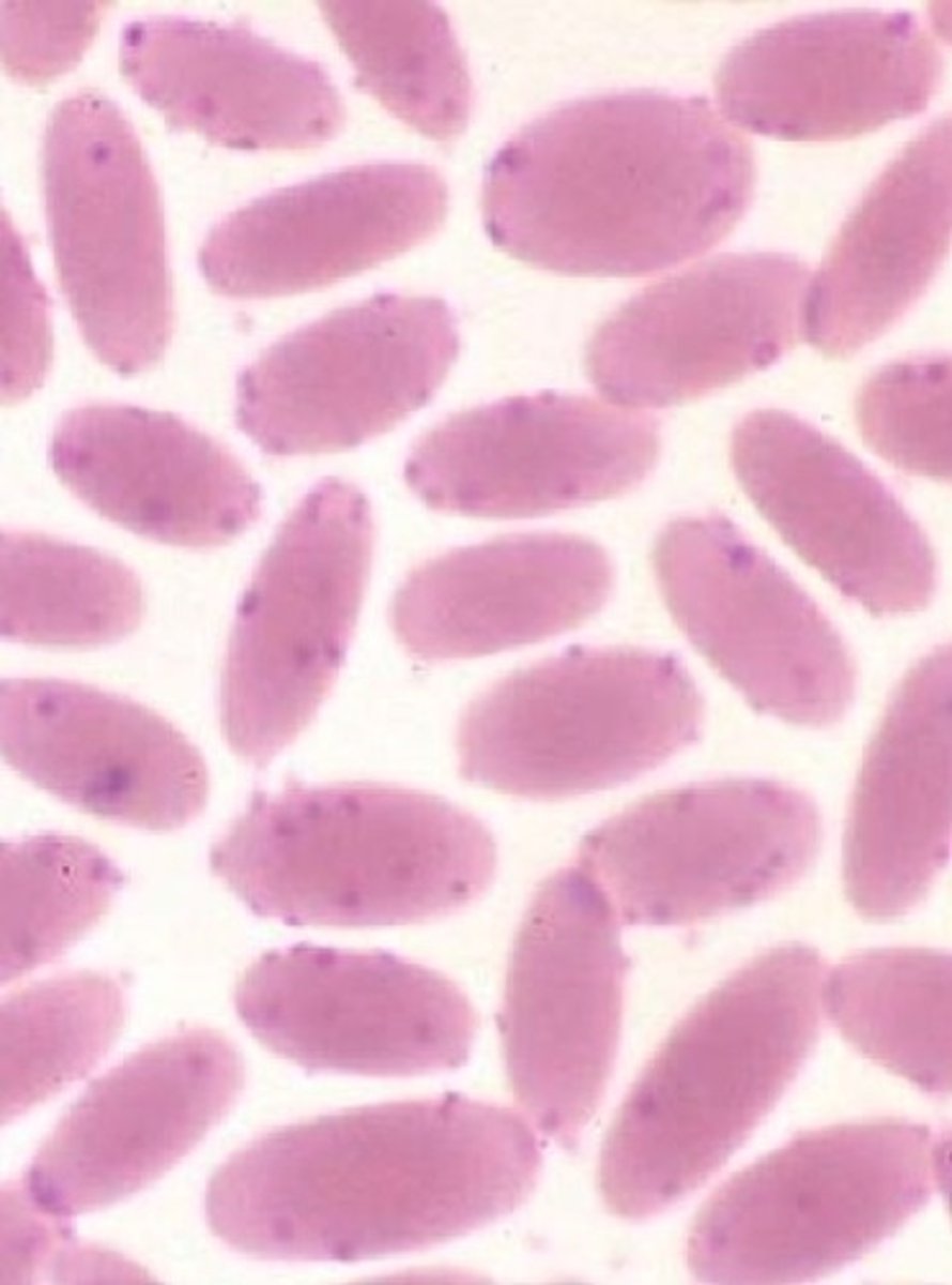 <p>A camelid presents with weight loss and anemia. This is seen. What do you think is going on, how do you diagnose, and what do you treat with since the animal is clinical?</p>