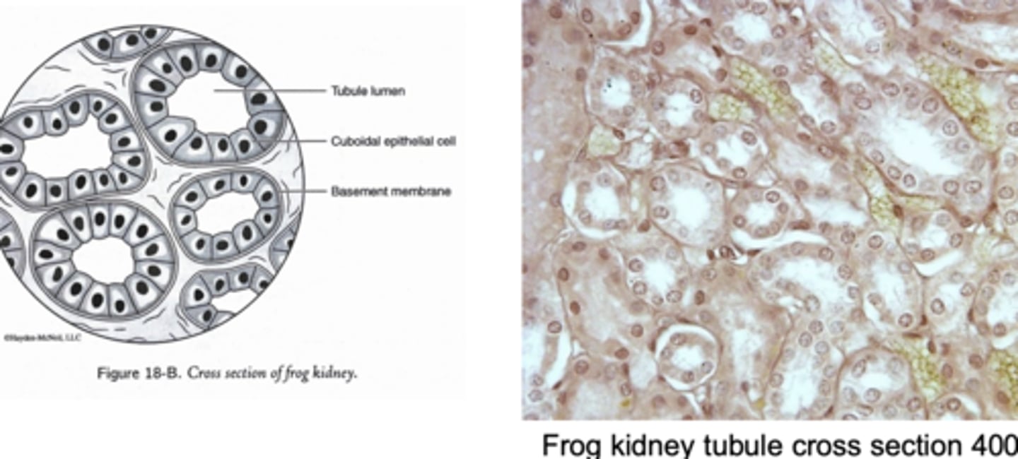 <p>secretion and absorption</p>