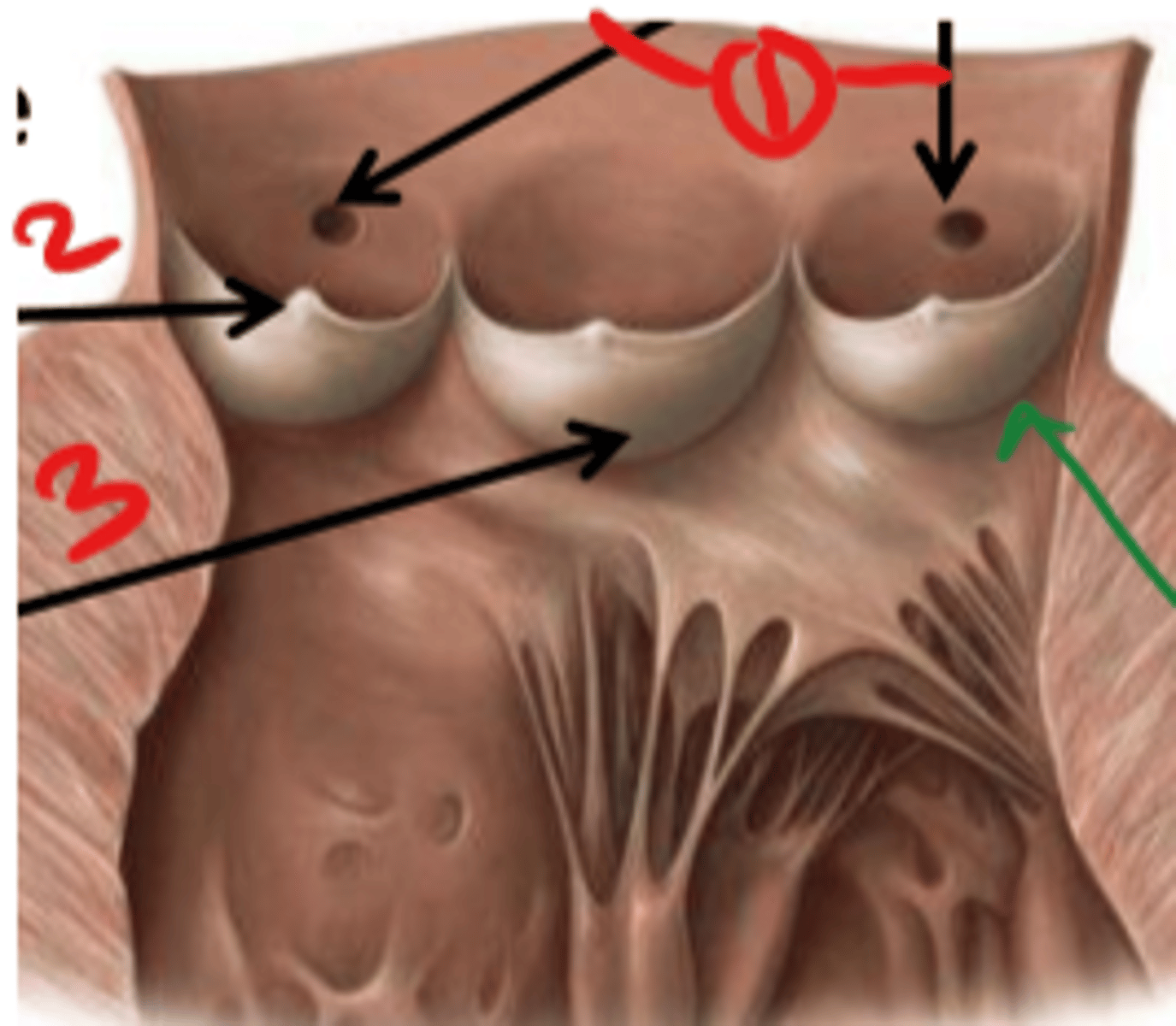 <p>half moon shaped flaps of the endocardium</p>