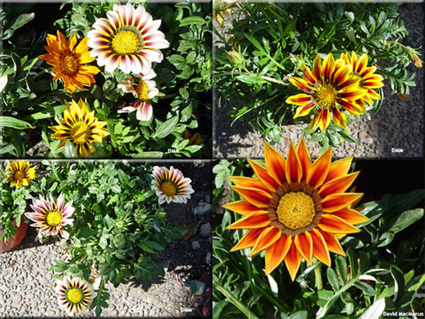 <p>Gazania rigens</p>