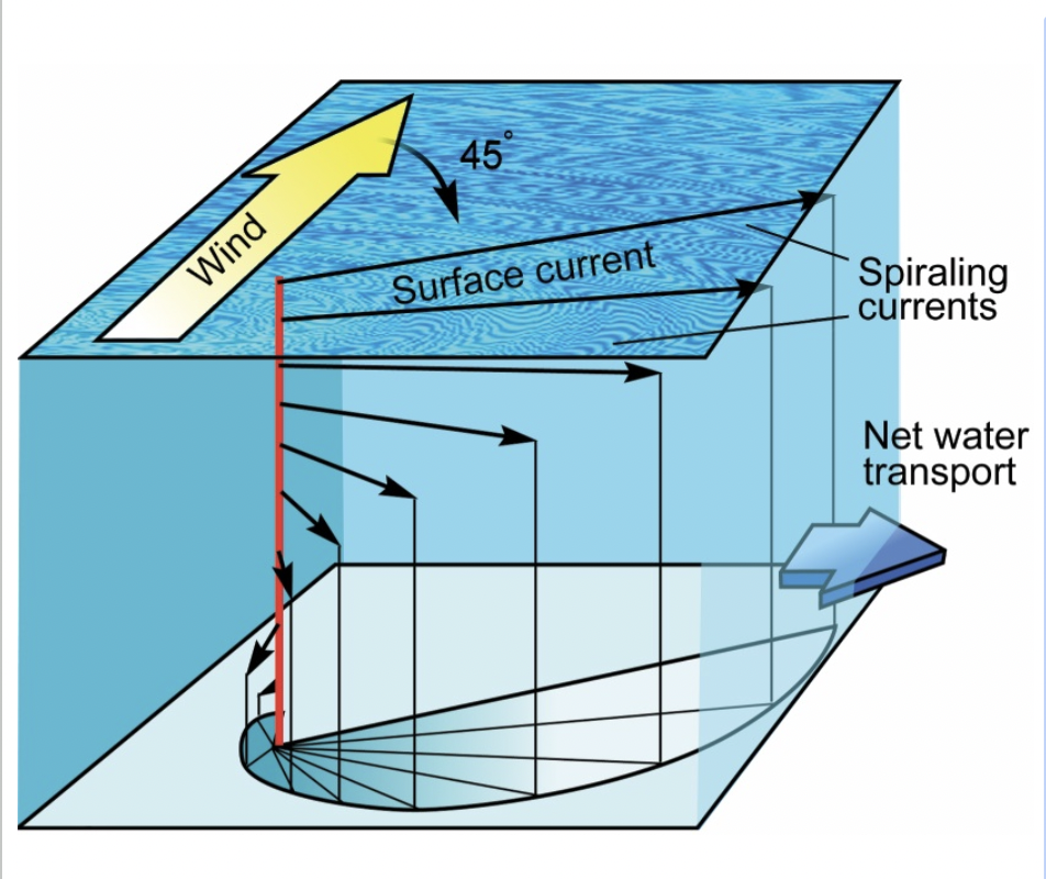 As the wind blows across the surface of the water, the water is also deflected by the Coriolis Effect

* Decreasing speed with depth
  * No movement \~100 m depth
* Net ocean current movement \~90° of wind direction


* Surface waters are deflected \~45°