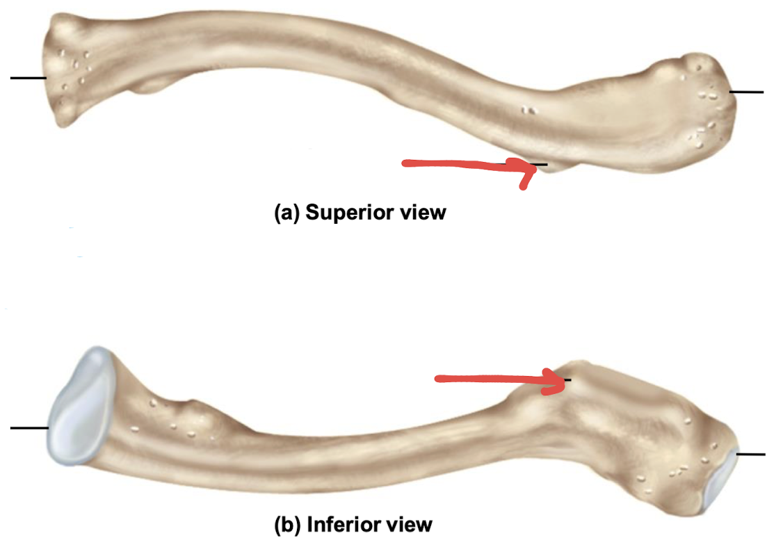 <p>what is this part of the clavicle?</p>
