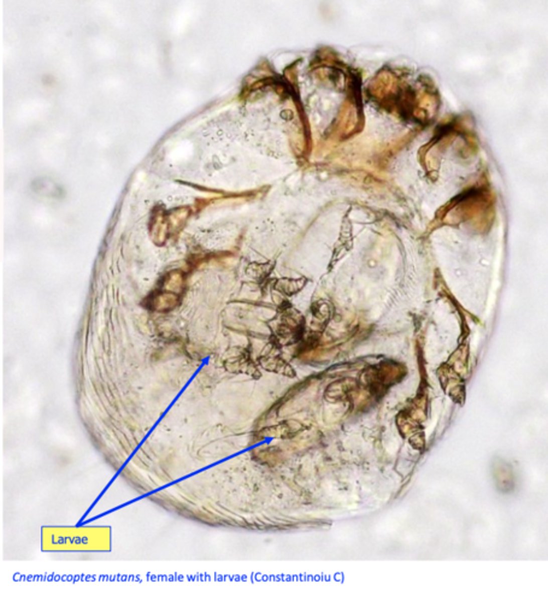 <p>Female mites give birth to (hexapod) larvae =&gt; octopod</p><p>protonymphs =&gt; tritonymphs =&gt; adults</p><p>• The life cycle is spent on the host and it is completed in 2-3 weeks;</p>