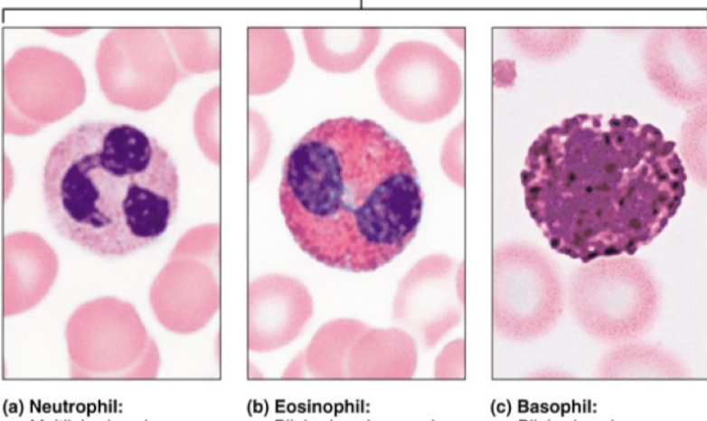 <p>neutrophil, eosinophil, basophil</p>
