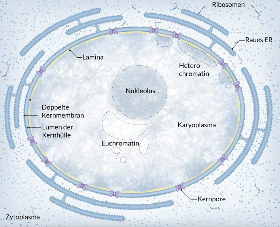 <p>B. Lamin filaments</p>