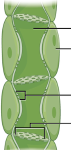 <p><strong>PHLOEM CELL</strong></p>