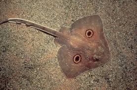 <ul><li><p>Skates</p></li><li><p>Depressed body, large pointed pectoral fins, ventral mouth, gills, and nose</p></li></ul><p></p>