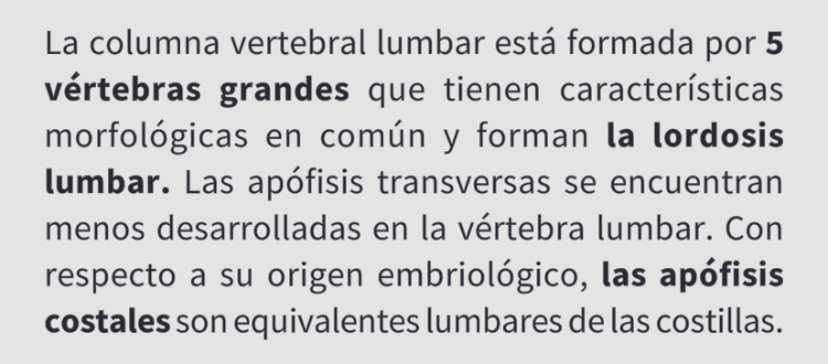 <p>Vertebra Lumbar (L2)</p>