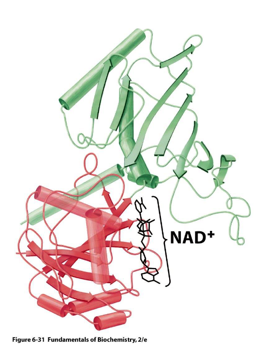 <p>domains perform - functions in enzymes</p><p>ex. glyceraldehyde 3 phosphate dehydrogenase</p><p>1st domain binds -</p><p>2nd domain binds the - substrate and catalyzes its -, using NAD+ as an -</p>