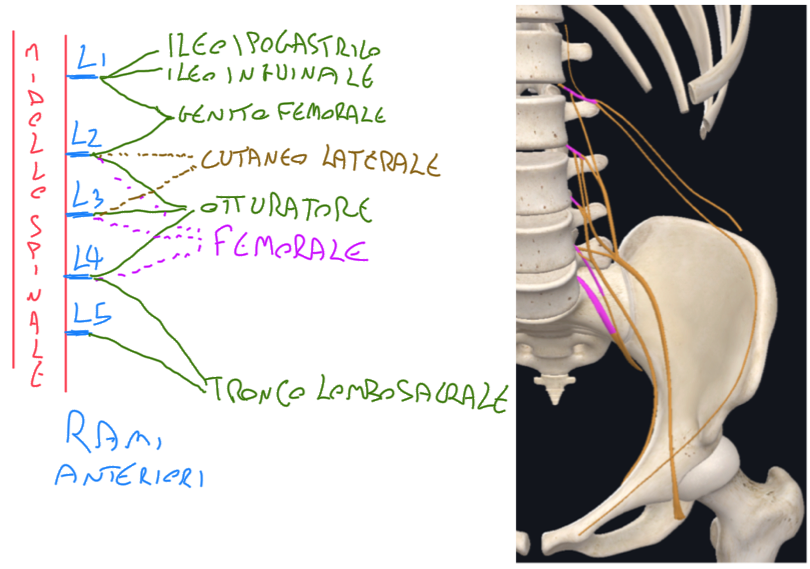 <p>Il Plesso Lombare è formato dai rami anteriori dei nervi spinali lombari L1 a L4 che si mescolano tra loro, con il contributo del nervo sottocostale (ramo anteriore di T12)</p><p>Localizzazione → anteriormente ai processi trasversi e in rapporto con l’origine del  Muscolo Grande Psoas</p><p>Rami terminali del Plesso Lombare:</p><ul><li><p>Il ramo anteriore del nervo spinale L1 origina:</p><ul><li><p>Nervo Ileoipogastrico</p></li><li><p>Nervo Ileoinguinale</p></li></ul></li><li><p>Le divisioni anteriori dei rami anteriori di L1 e L2 originano invece:</p><ul><li><p>Nervo Genitofemorale</p></li></ul></li><li><p>Le divisioni anteriori dei rami anteriori L2-L3-L4 originano:</p><ul><li><p>Nervo Otturatore</p></li></ul></li><li><p>Le divisioni posteriori dei rami anteriori di L2-3-4 originano:</p><ul><li><p>Nervo Femorale</p></li></ul></li><li><p>Le divisioni posteriori dei rami anteriori L2 e L3 inviano esclusivamente fibre sentitive che originano:</p><ul><li><p>Nervo Cutaneo Laterale della Coscia</p></li></ul></li><li><p>Poi abbiamo il TRONCO LOMBOSACRALE che si forma dai rami anteriori di L4 e L5 e va a prendere parte alla formazione del plesso lombosacrale.</p></li></ul><p></p>