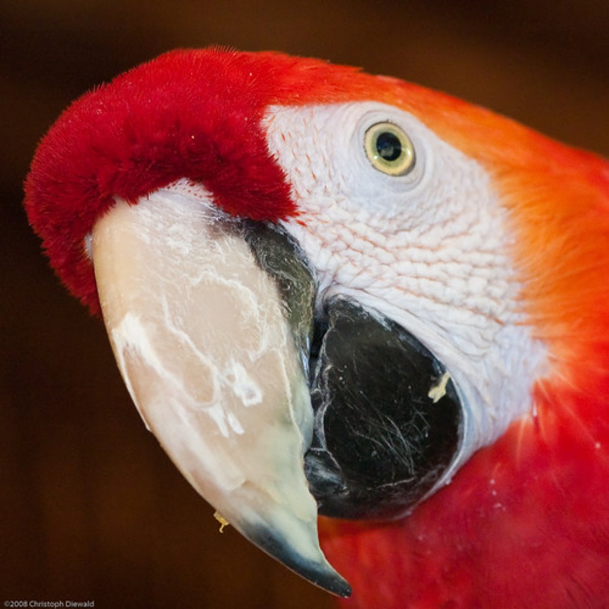 <p>Scarlet</p>